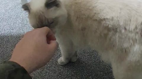 A cat that welcomes its owner back home.