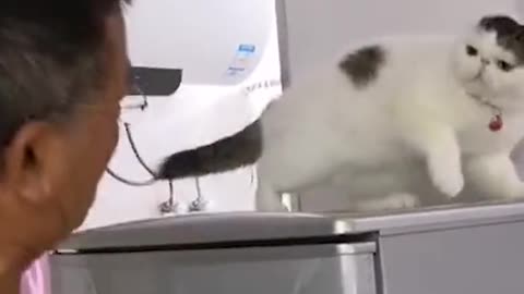 A cat knows standing up for itself