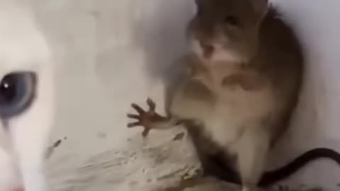 This cat gives birth to this mouse