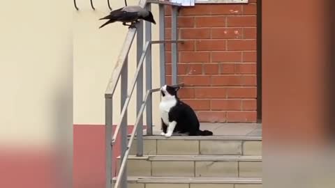 Cute Cat Funny Video || Cat Video || Cat Lover || Cute Cat Video