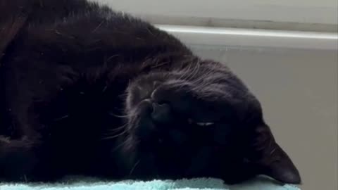 Adopting a Cat from a Shelter Vlog - Cute Precious Piper Shows Her Head Upside Down Pose