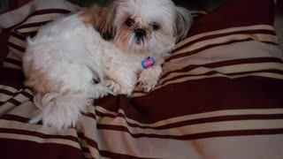 A Day In The Life Of Rosie The Shihtzu