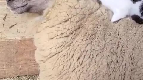 Cat makes the sheep to bed in the cold!!