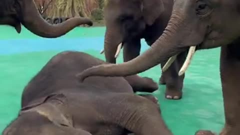 Funny Wild Animal - Cutest baby Elephant