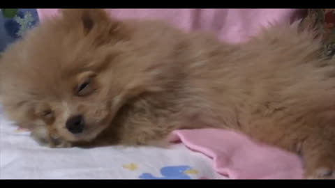 ♥♥ Cute Pomeranian Sleeping. Try Not to Aww ♥♥