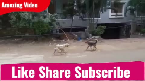 Dog mind blowing Kabaddi Kabaddi Kabaddi game