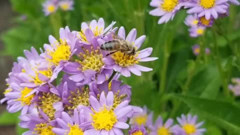 Keindahan lebah madu saat mencari madu berkualitas