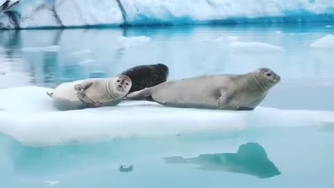 Seals in ice lagoon in Iceland 😍🦭🌊❄️🇮🇸⁣