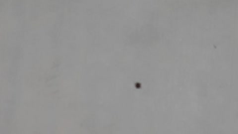 Deer tick's are extremely tiny