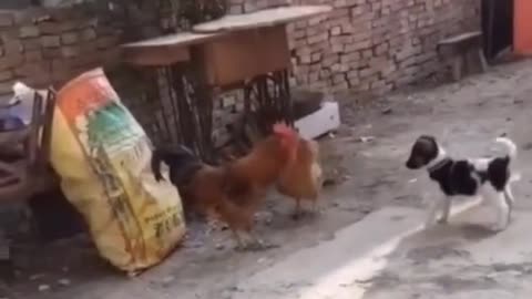 Cock saving hen from cute little puppy