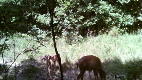 doe with triplets in the summer