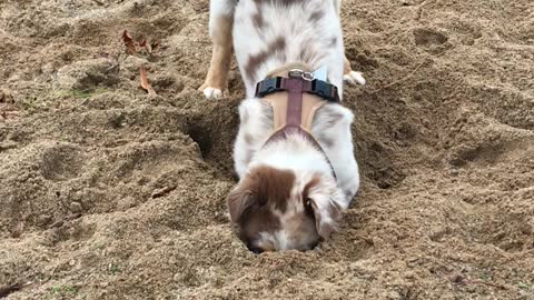 Sweet puppy loves digging so much