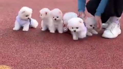 So adorable puppies and kittens