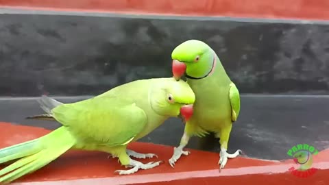 Parrot funny