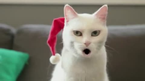 comedy central funny cat videos