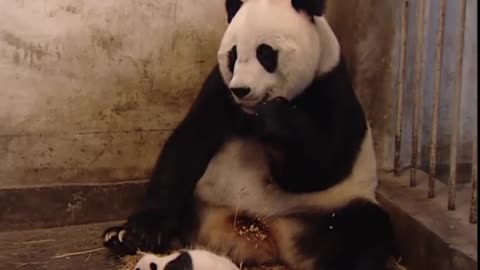 Sneezing Baby Panda | Original Video