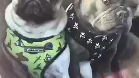Check out this adorably cute compilation of doggy best friends