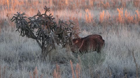 Javelina dining on Staghorn Cholla Cactus