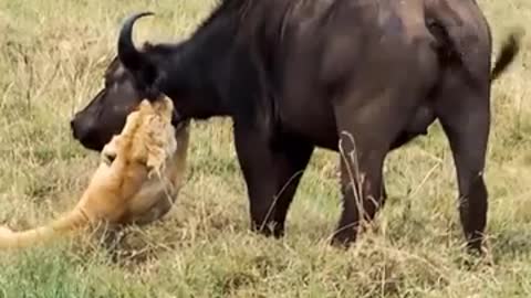 The buffalo tries to escape from the lion
