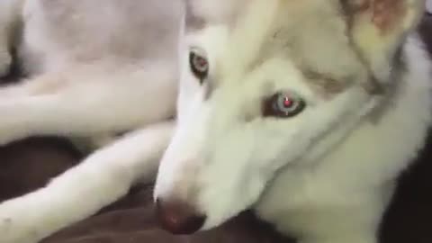 A cute husky