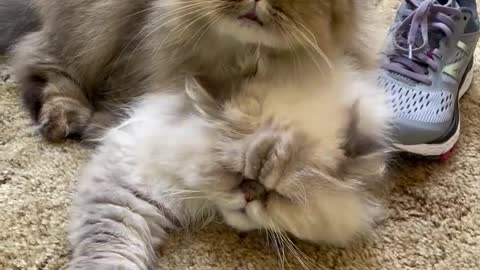 Kitten grooming cat