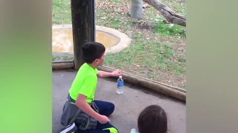 TRY NOT TO LAUGH Funny Babies At The Zoo - LAUGH TRAPPER