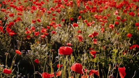 field-red-poppy-flower