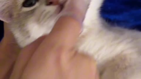 Cute cat grooming