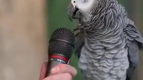 Einstein parrot imitates animal sounds