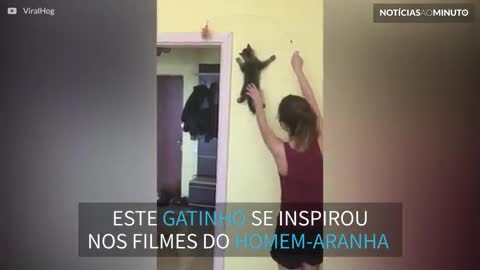 "Gato Aranha": gatinho escala parede para alcançar brinquedo