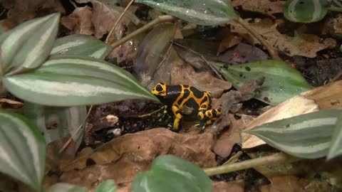 Blue poison dart frog