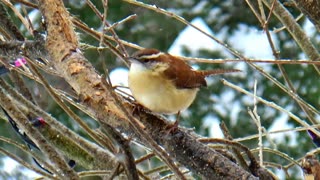 Wren