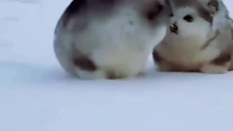 Cute cute very cute dog prank videos