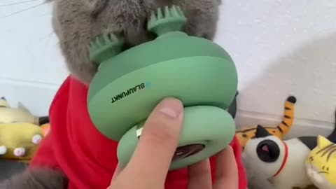 cat gets massage looking adorable