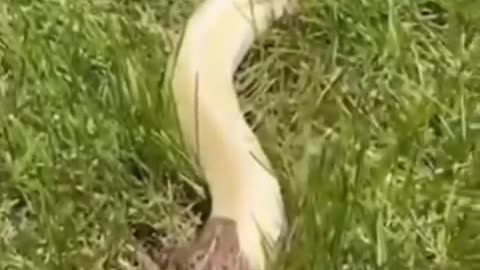 Smart frog takes a free ride on a giant snake