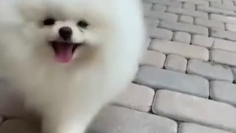 Chhota cute dog Mini short video🐶🐶