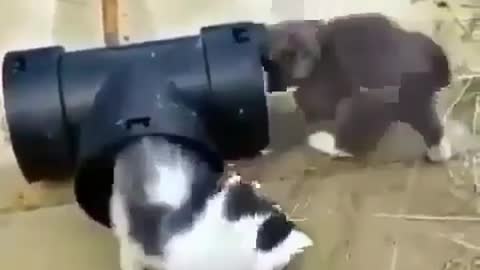 Two cute cats are having fun