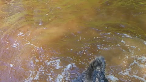 Slow motion pups in the water