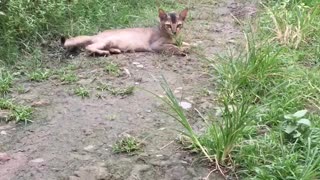 Cute video of a little cat