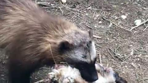 Wolverine Walks by With Goats Head