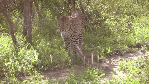 Leopard and Lizard encounter