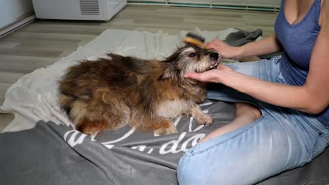 Rescued street dog receives pampering treatment