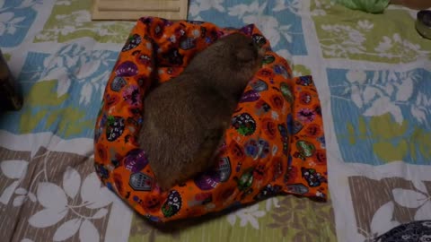 Belyashik was presented with a blanket for his birthday