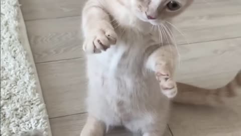 Funny Cats