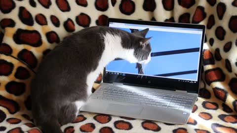 Funny Cat Trying To Catch Bird From The Laptop