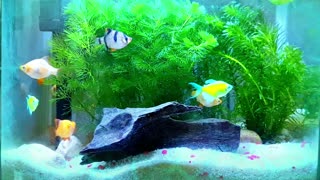 Relaxing Aquarium Fish Tank Sound