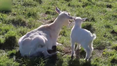 Cute Baby Goats #2