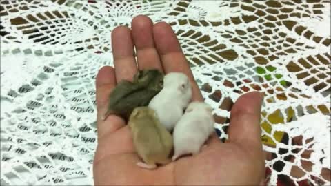 Cute baby animals - Cute Baby Hamtaro Hamster funny Compilation