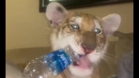 Why is the tiger biting the mineral water bottle?