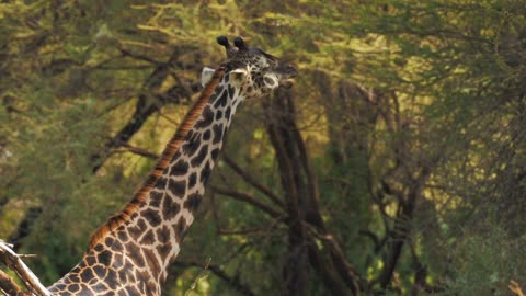 Portrait of unusual dark spotted giraffe. Magnifficent mammal chewing